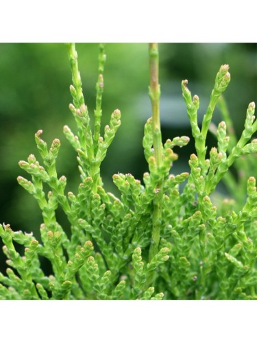 Tuia smeraldo "Thuja...