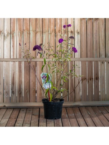 Buddleia davidii Royal Red...