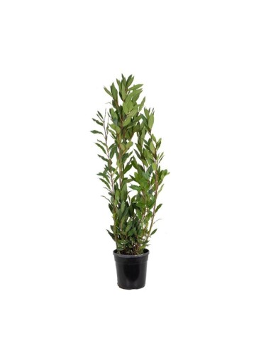 Alloro "Laurus nobilis"...