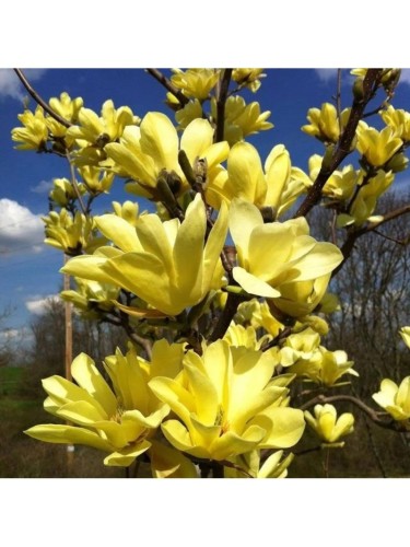 Magnolia gialla x...
