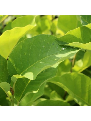 Magnolia gialla x...