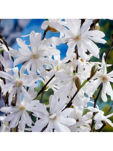 Magnolia giapponese...