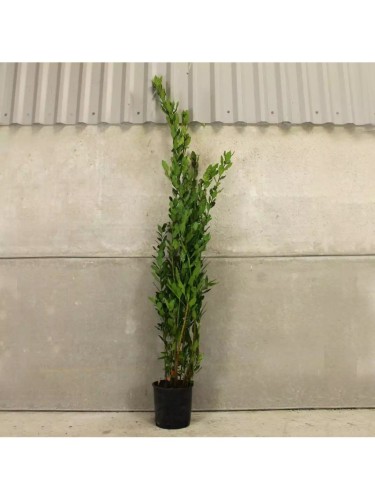 Alloro "Laurus nobilis"...