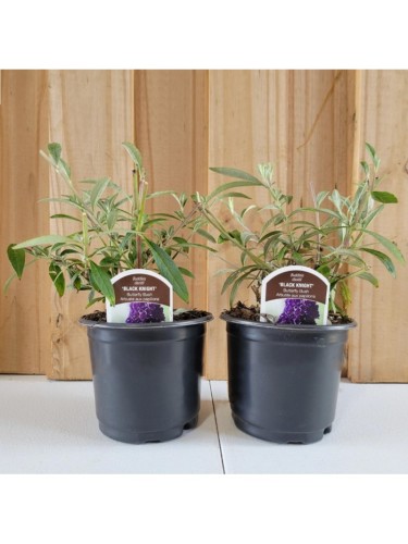 Buddleia davidii Black...