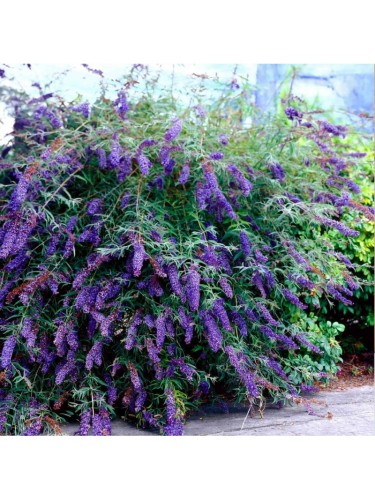 Buddleia davidii Black...