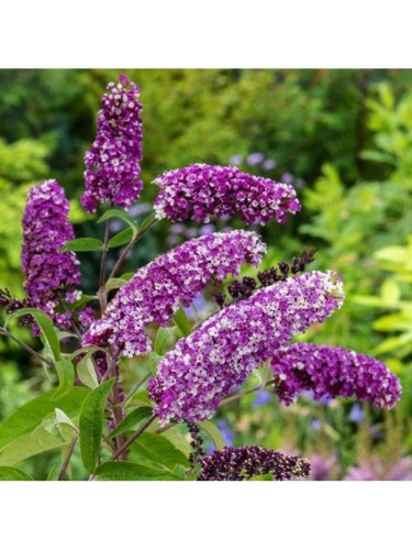 Buddleia davidii Berries...