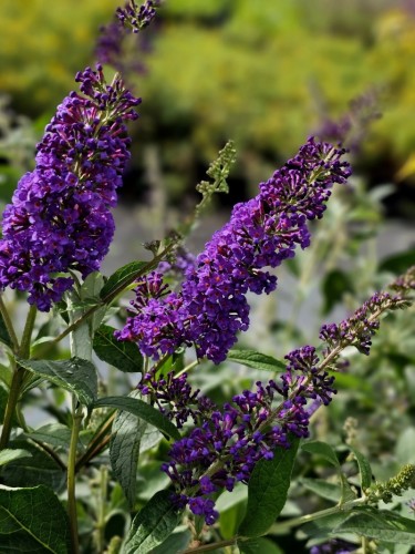 Buddleia davidii Buddleja...