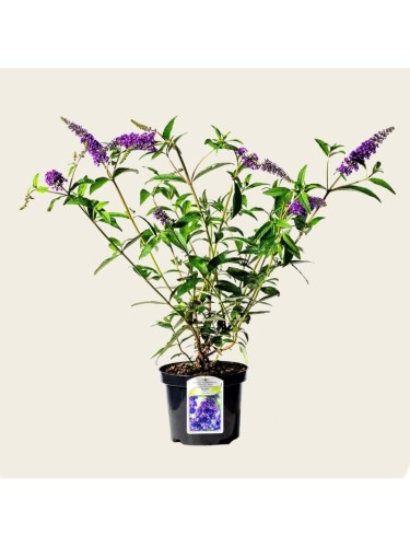 Buddleia davidii Empire...