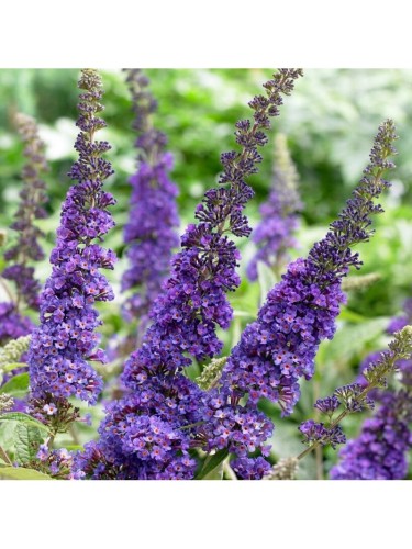 Buddleia davidii Empire...