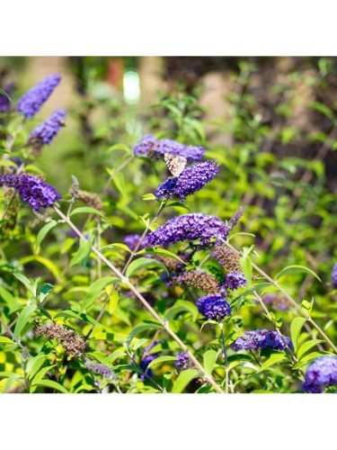 Buddleia davidii Empire...