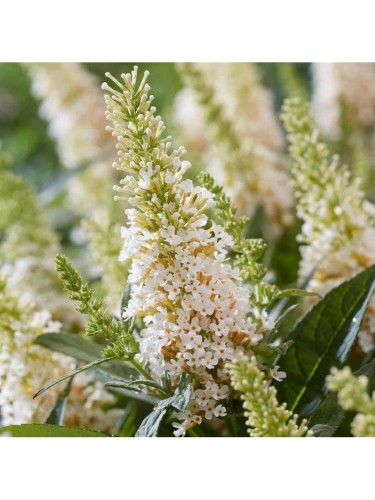 Buddleia davidii White...