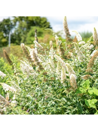 Buddleia davidii White...