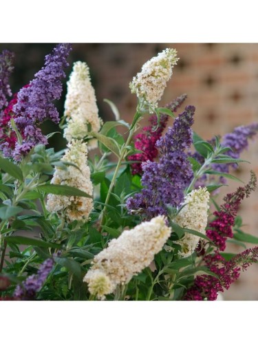 Buddleia davidii Tricolor...