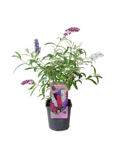 Buddleia davidii Tricolor...