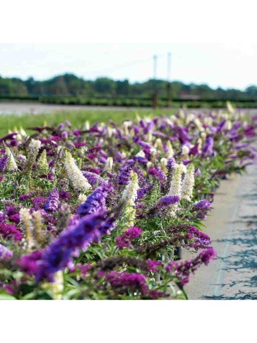 Buddleia davidii Tricolor...