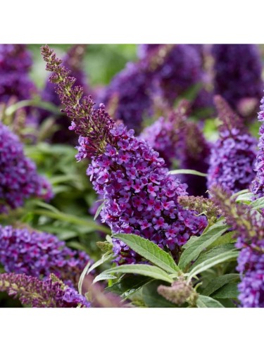 Buddleia davidii Candy...