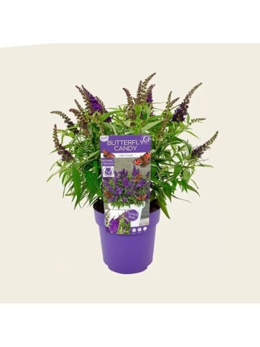 Buddleia davidii Candy...