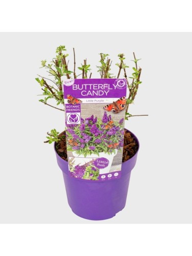 Buddleia davidii Candy...