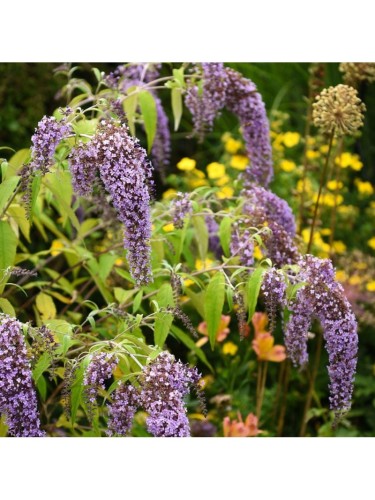 Buddleia davidii Wisteria...