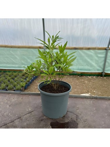 Buddleia davidii Wisteria...
