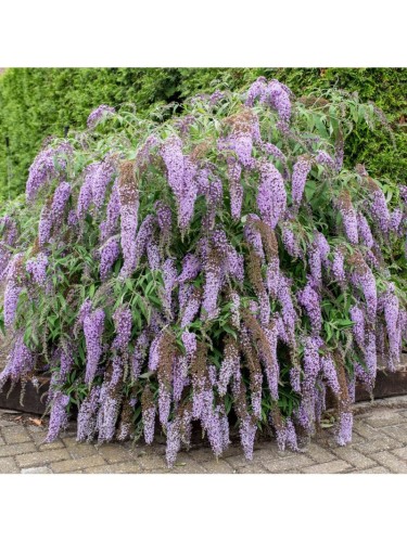 Buddleia davidii Wisteria...