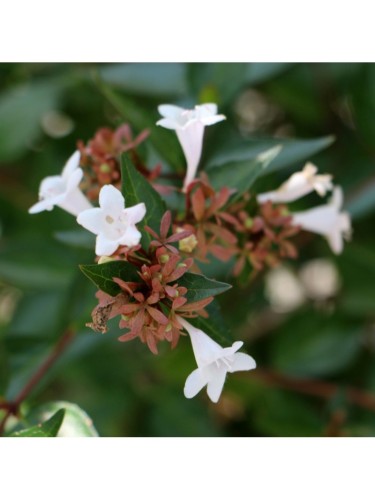 Abelia "Abelia x...