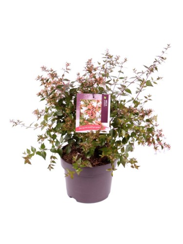 Abelia "Abelia x...