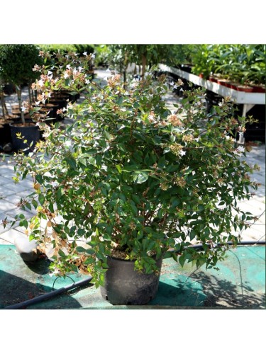 Abelia "Abelia x...
