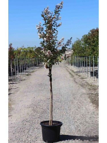 Lagerstroemia indica pianta...