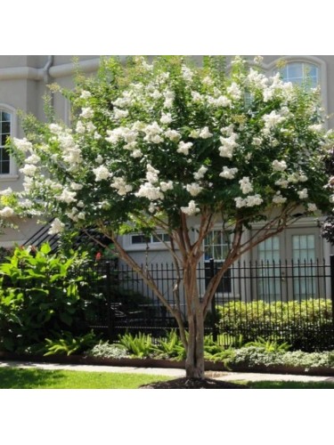 Lagerstroemia indica pianta...
