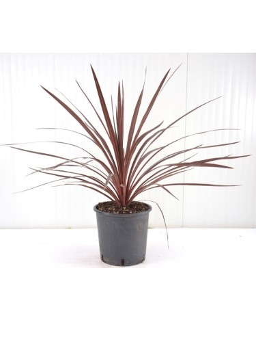 Dracena Dracaena indivisa...