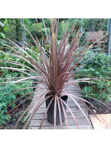 Dracena Dracaena indivisa...