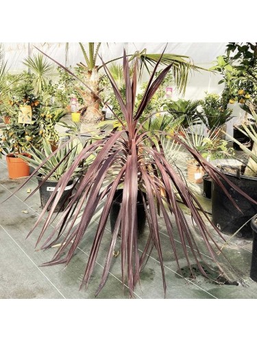 Dracena Dracaena indivisa...