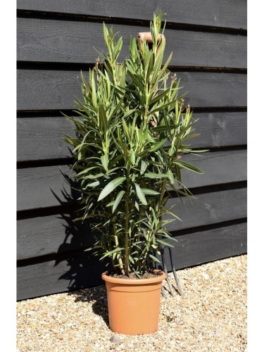 Oleandro a cespuglio...