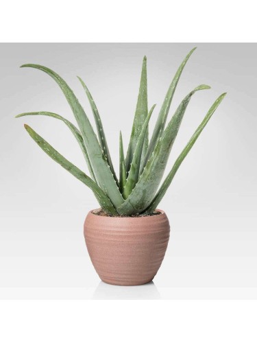 Aloe vera pianta officinale...