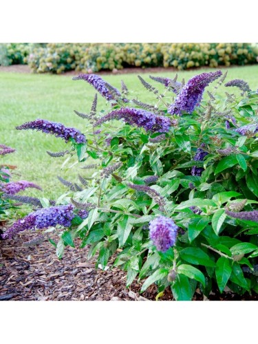 Buddleia davidii Border...
