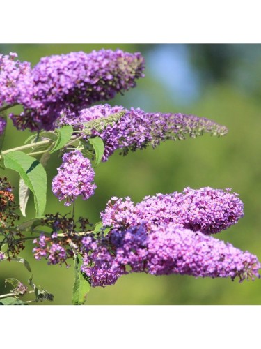 Buddleia davidii Buddleja...