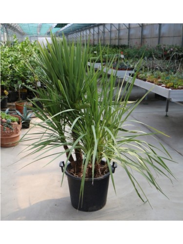 Dracena Dracaena "Cordyline...