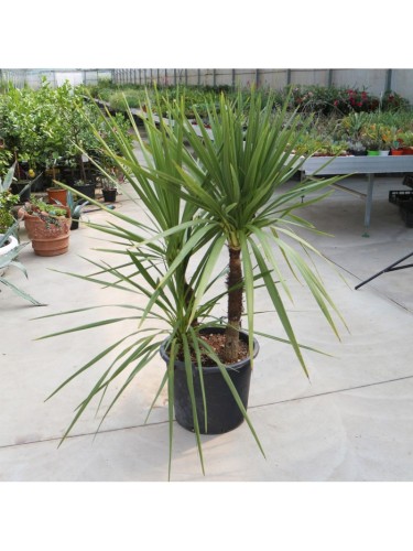 Dracena Dracaena "Cordyline...