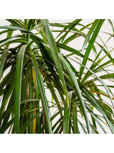 Dracena Dracaena "Cordyline...