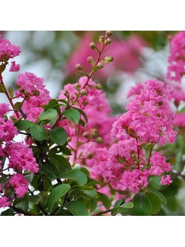 3 piante di Lagerstroemia...