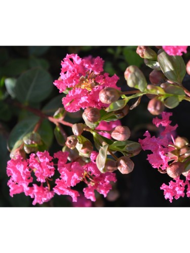 3 piante di Lagerstroemia...