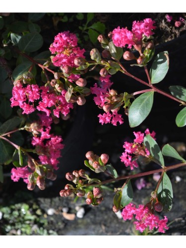 3 piante di Lagerstroemia...
