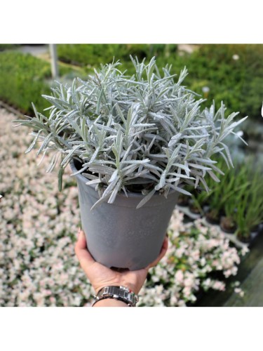 Lavanda "Lavandula...