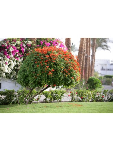 Bignonia capensis "Tecoma...