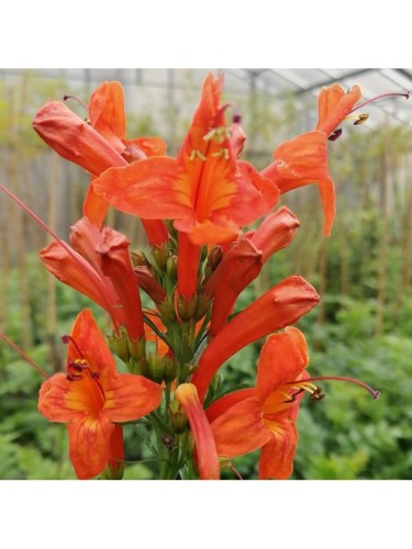 Bignonia capensis "Tecoma...