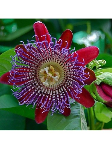 Passiflora Quadrangularis...