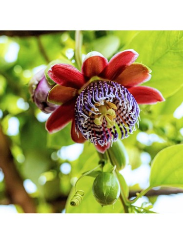 Passiflora Quadrangularis...