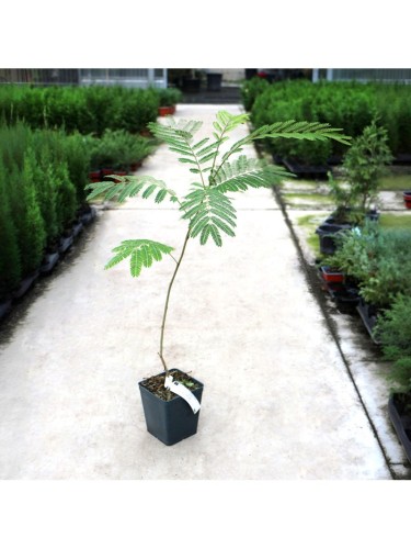 Albizia julibrissin mimosa...