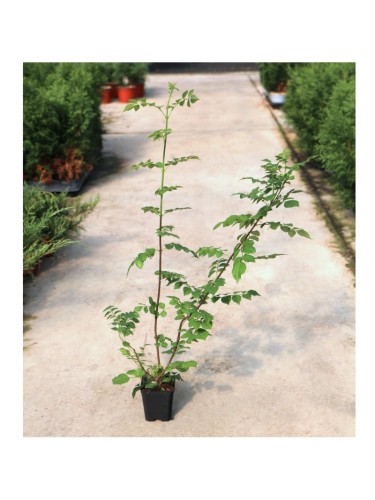 Bignonia capensis "Tecoma...